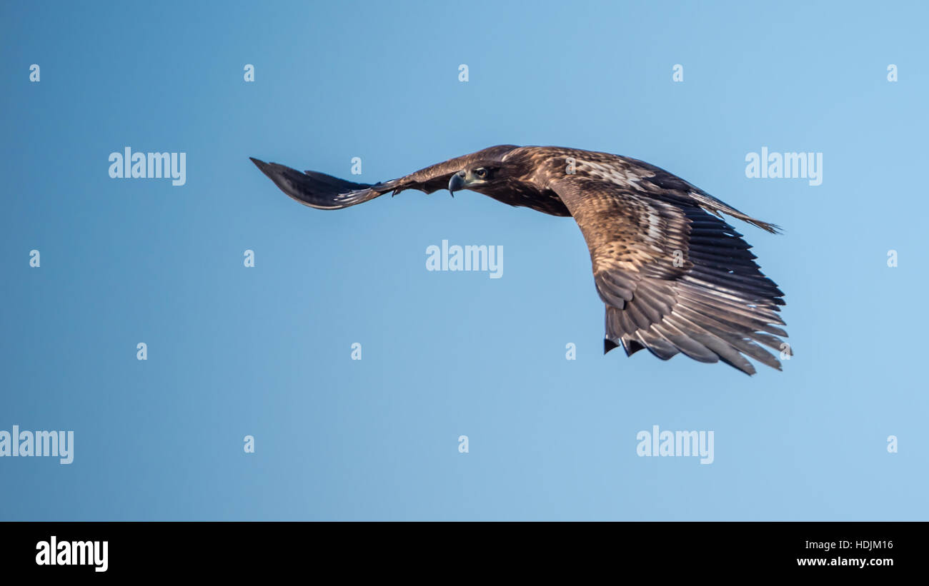 À queue blanche (Haliaeetus albicilla) le vol avec un ciel bleu en arrière-plan Banque D'Images