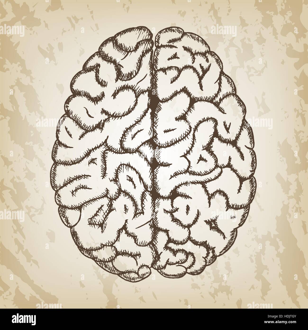 Hand drawn vector illustration - Croquis du cerveau humain avec vue de ...