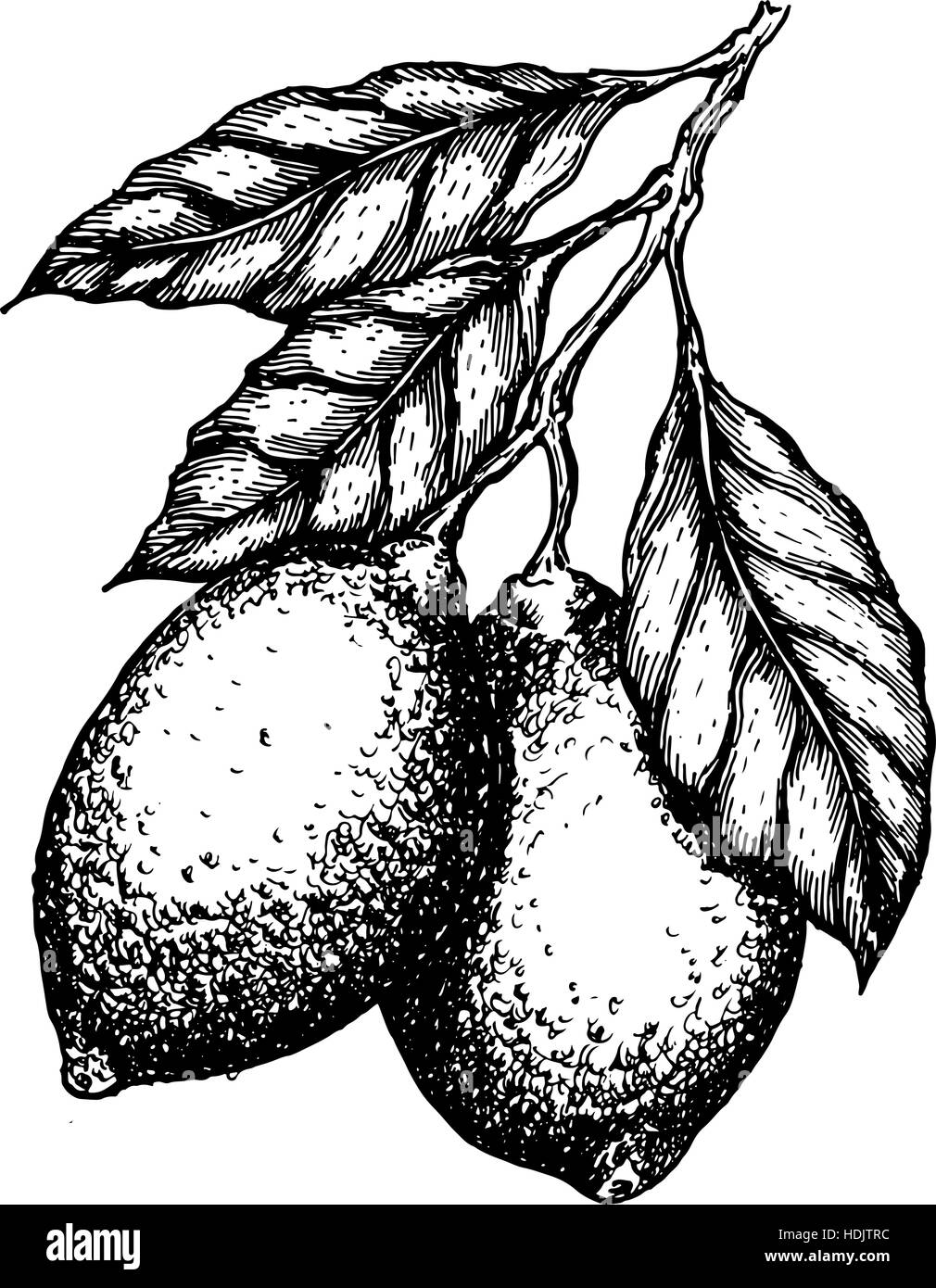Vector hand drawn feuillages fruits de citron ou de lime sur la branche. Illustration style gravé de fruits. Illustration de Vecteur
