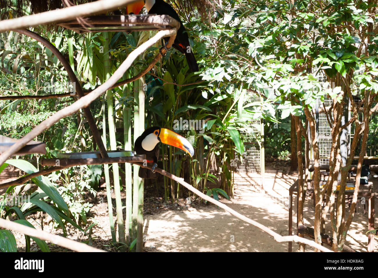 Toucan oiseau sur la nature dans la région de Foz do Iguazu, Brésil. La faune du Brésil Banque D'Images