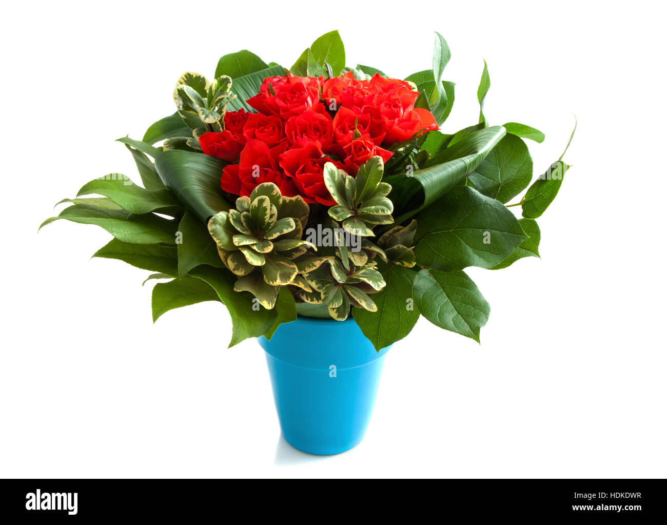 Bouquet de roses rouges en bleu vase isolé sur fond blanc Banque D'Images