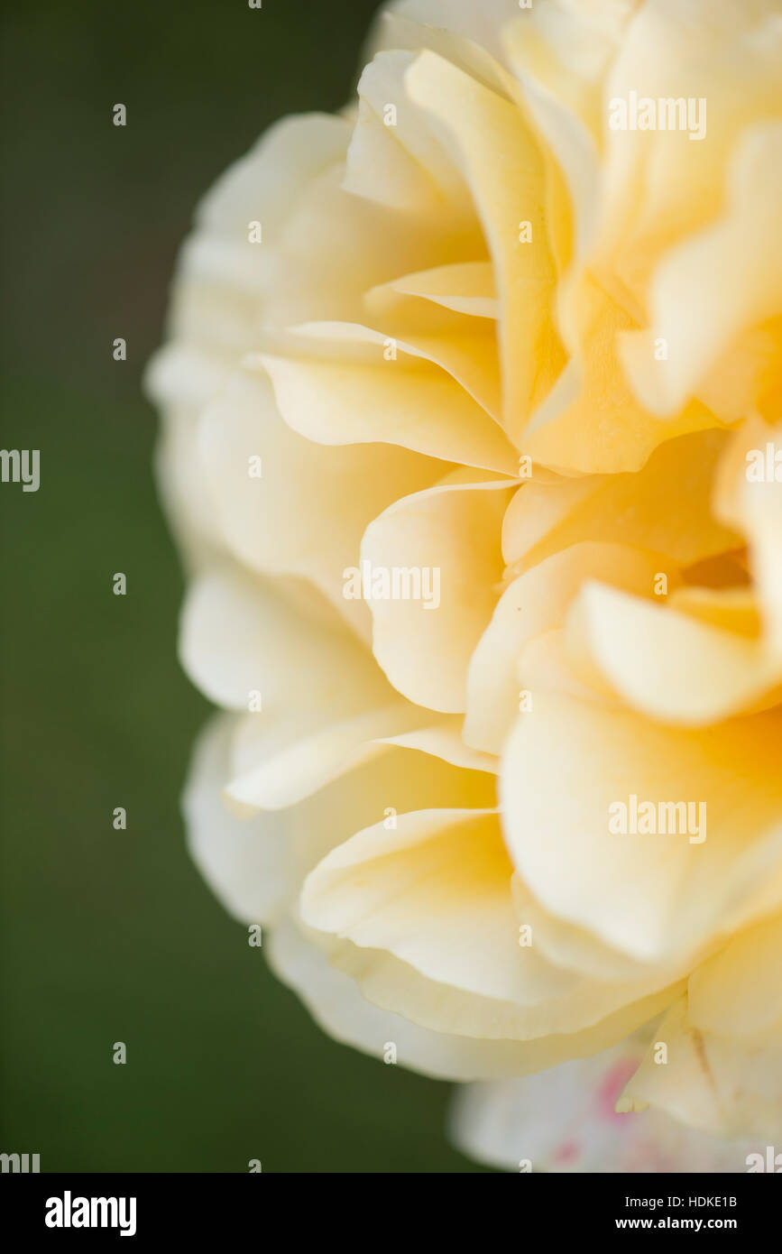 Rose jaune. Close up de fleur dans le jardin. Détail de la nature avec texture organique. Banque D'Images