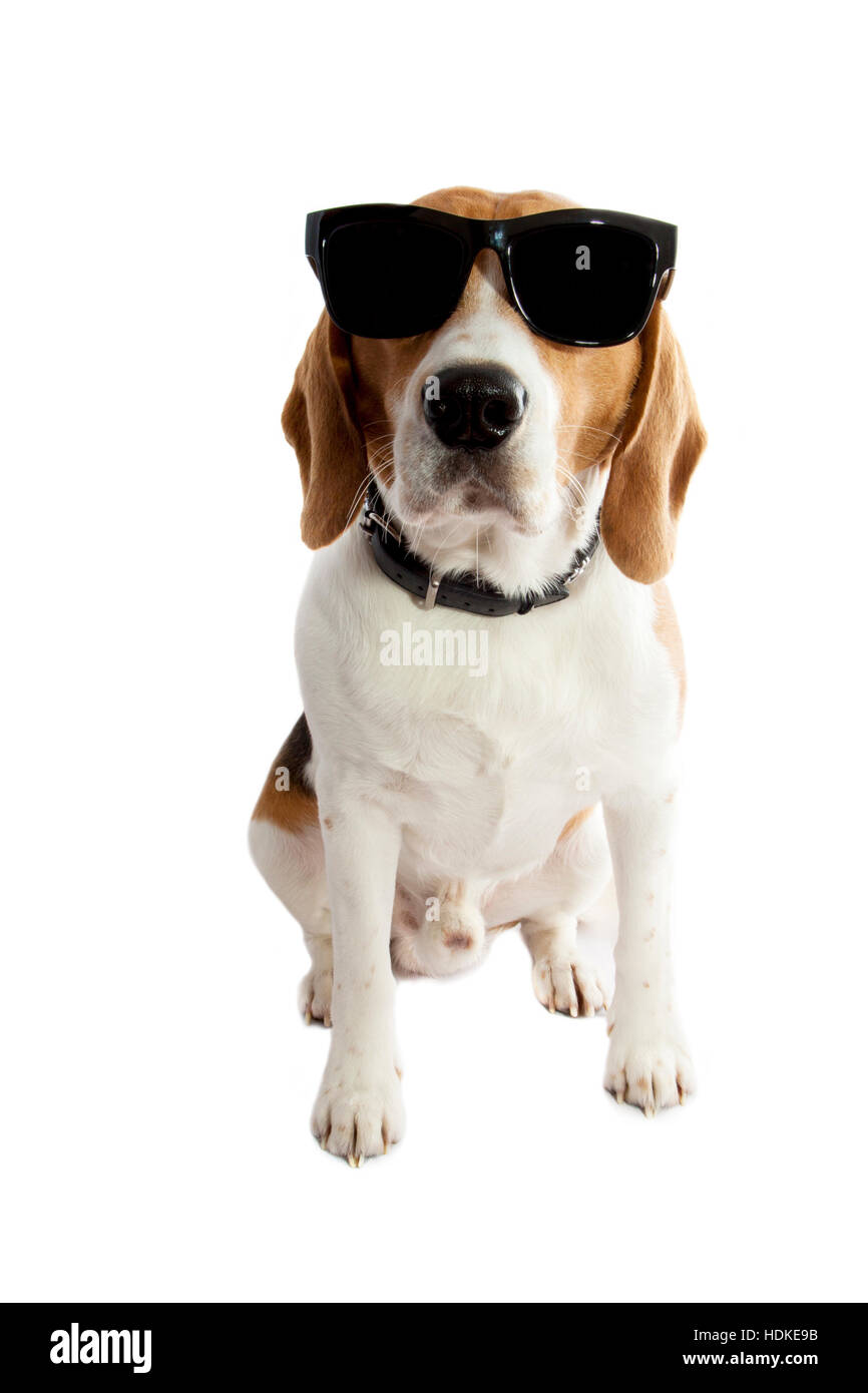 Les jeunes avec des lunettes de beagle isolated over white Banque D'Images