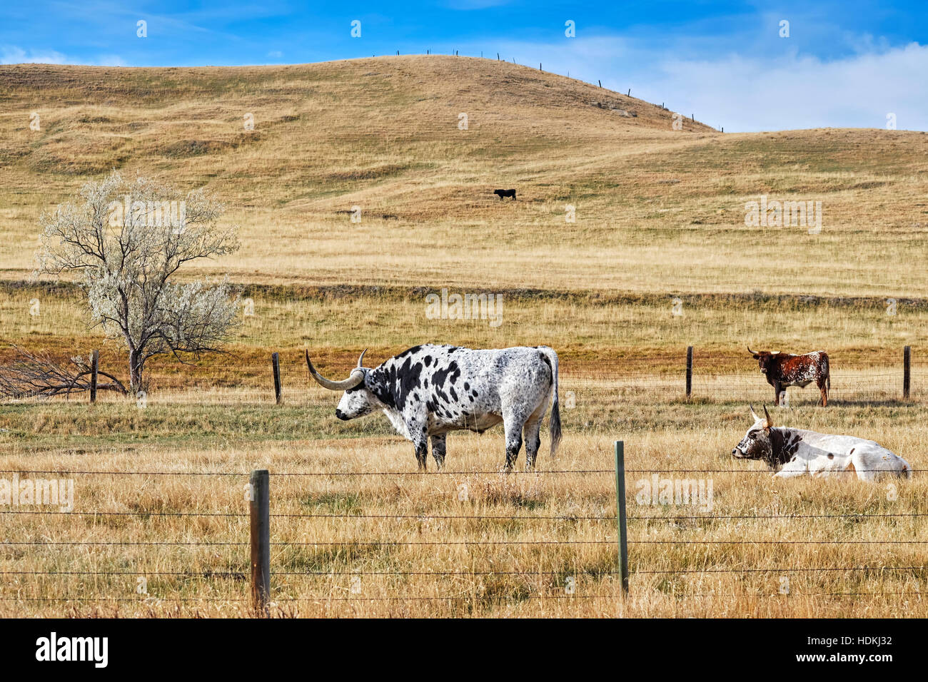 Photo de Texas longhorns pâturage sur un pâturage d'automne sec. Banque D'Images