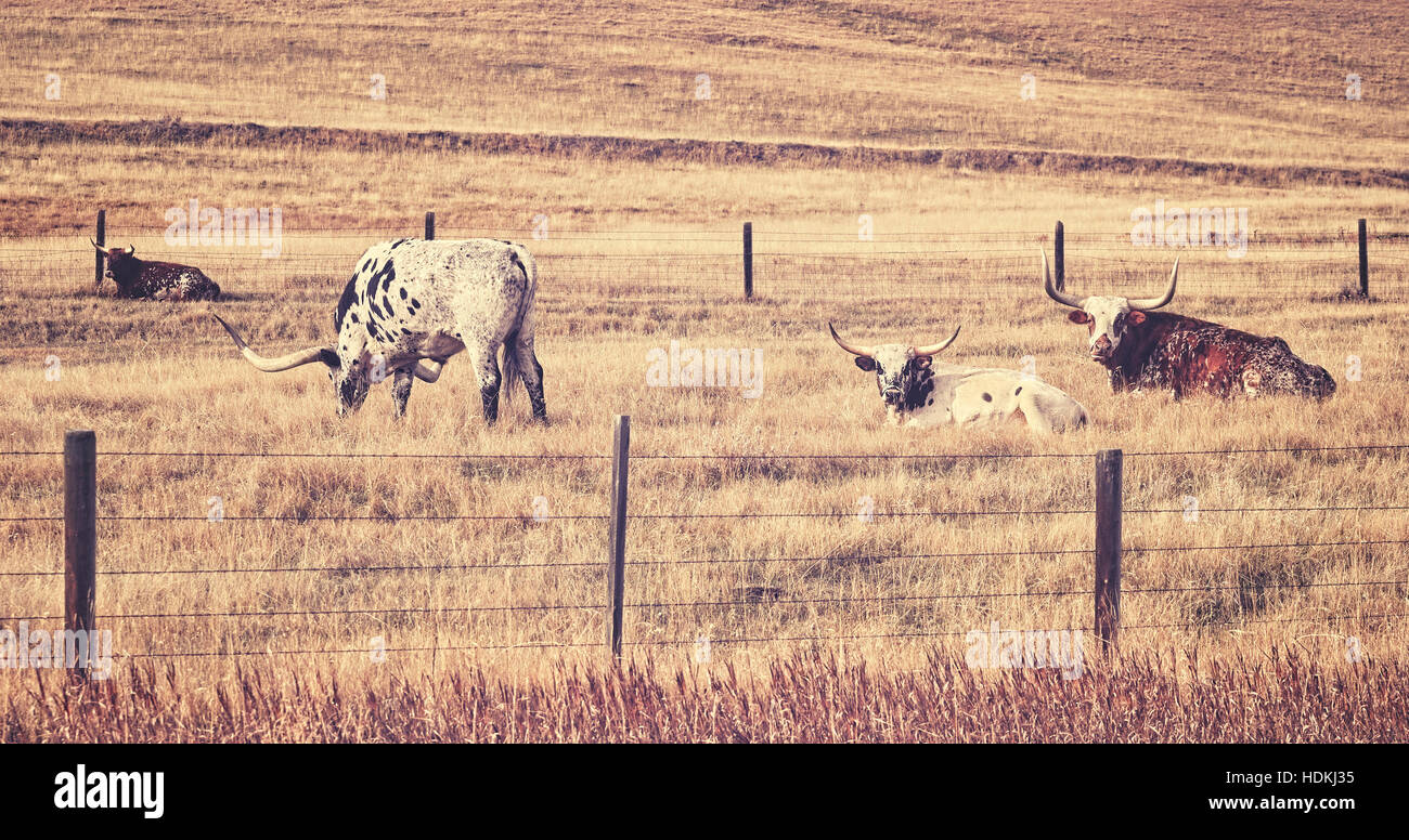 Vieux film stylisé rétro Texas longhorns pâturage sur un automne sec pré. Banque D'Images