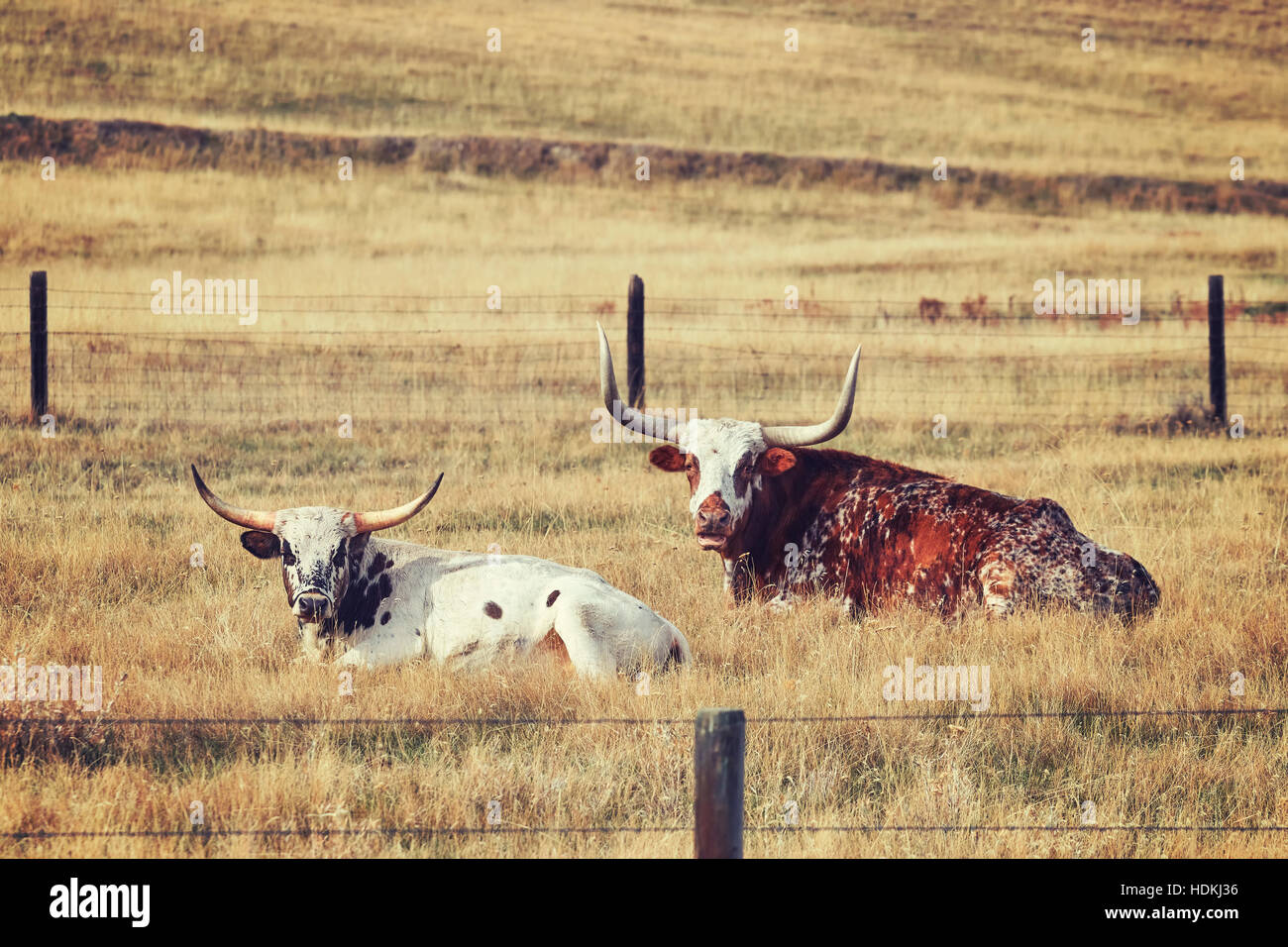 Deux tons rétro Texas longhorns reposant sur un automne sec pré. Banque D'Images