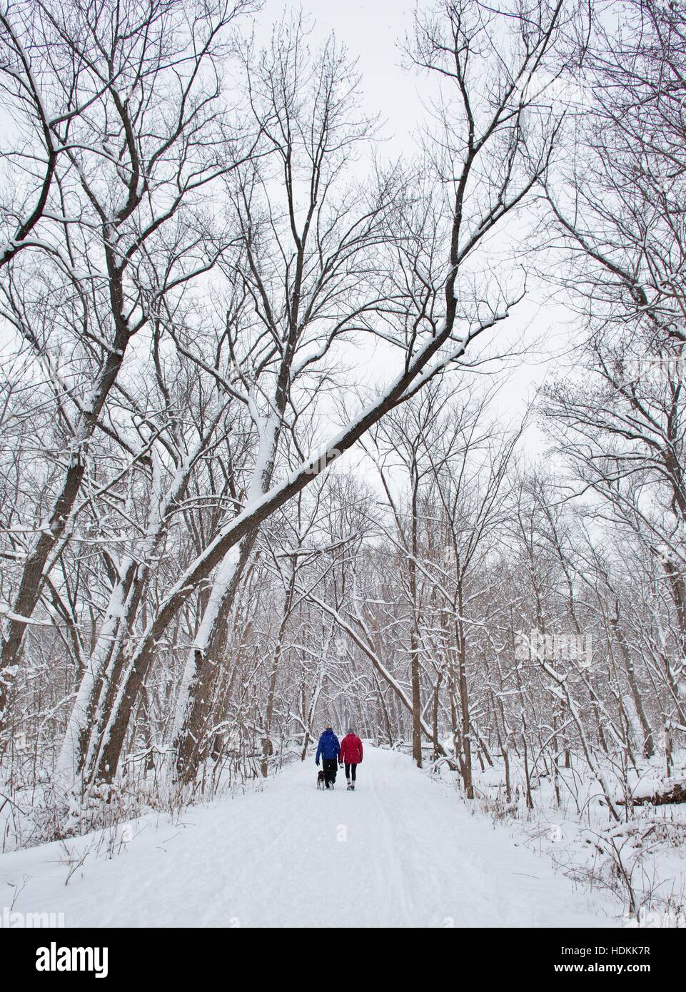 Un homme, femme, et chien, marchant sur un chemin enneigé dans une zone boisée. Banque D'Images