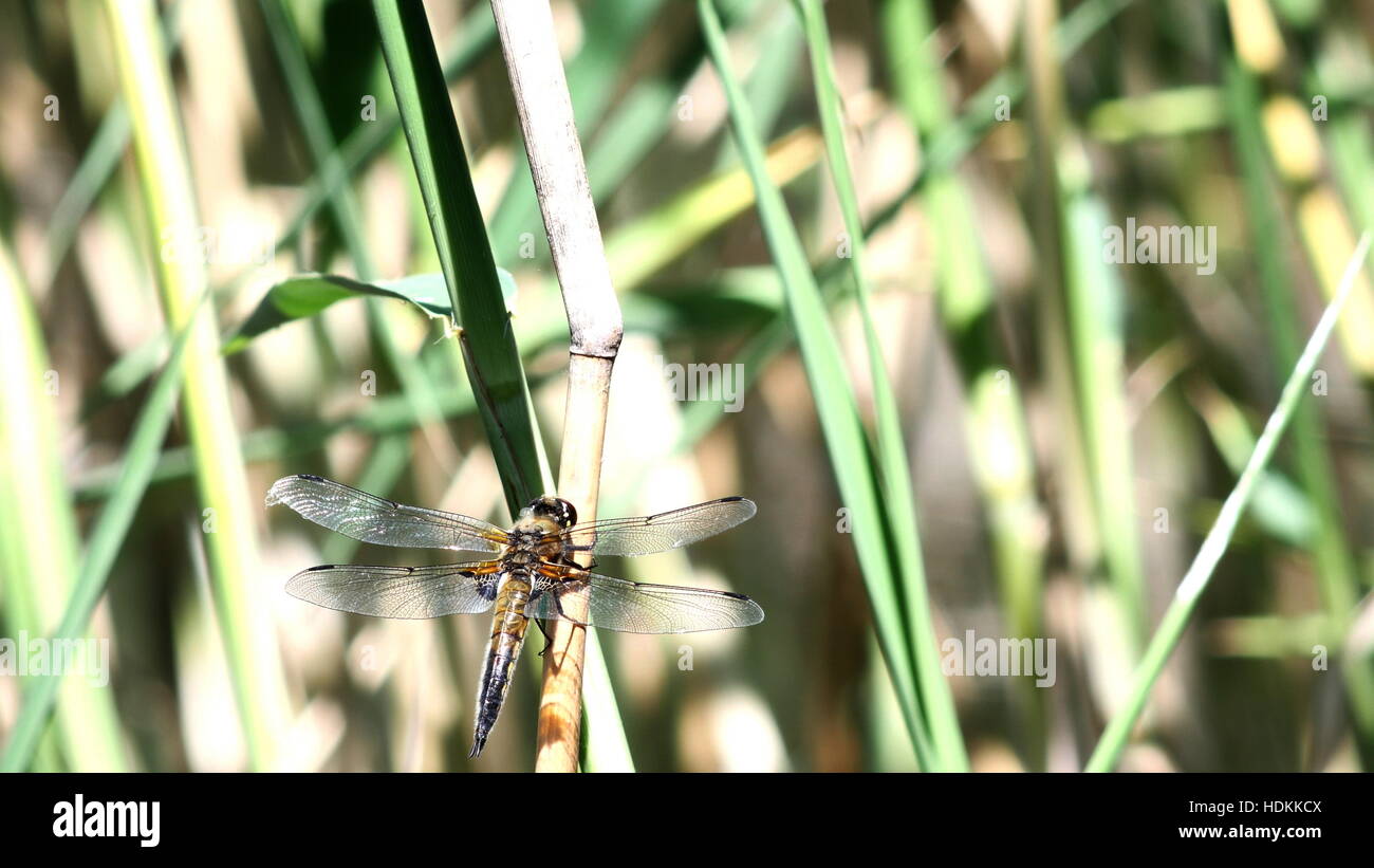 Grand dragon-fly sur fond reed Banque D'Images