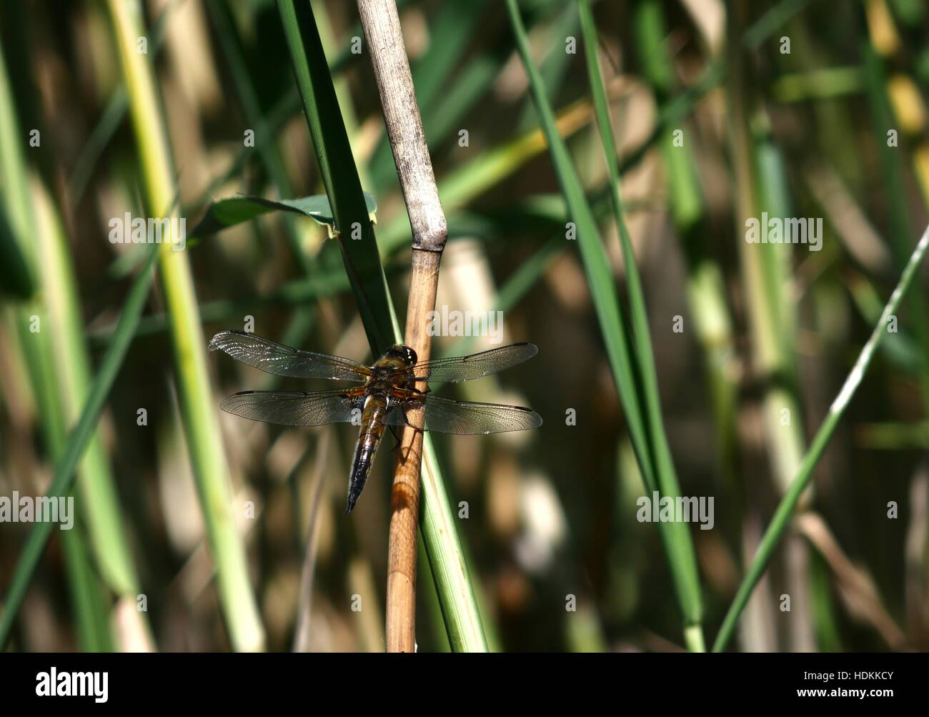 Grand dragon-fly sur fond reed Banque D'Images