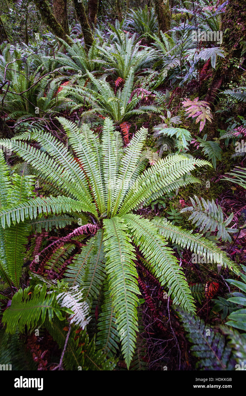 La colonie de fougères de la couronne Blechnum discolor ours Marian Lake dans la région de Fjordland de l'île du Sud en Nouvelle-Zélande Banque D'Images