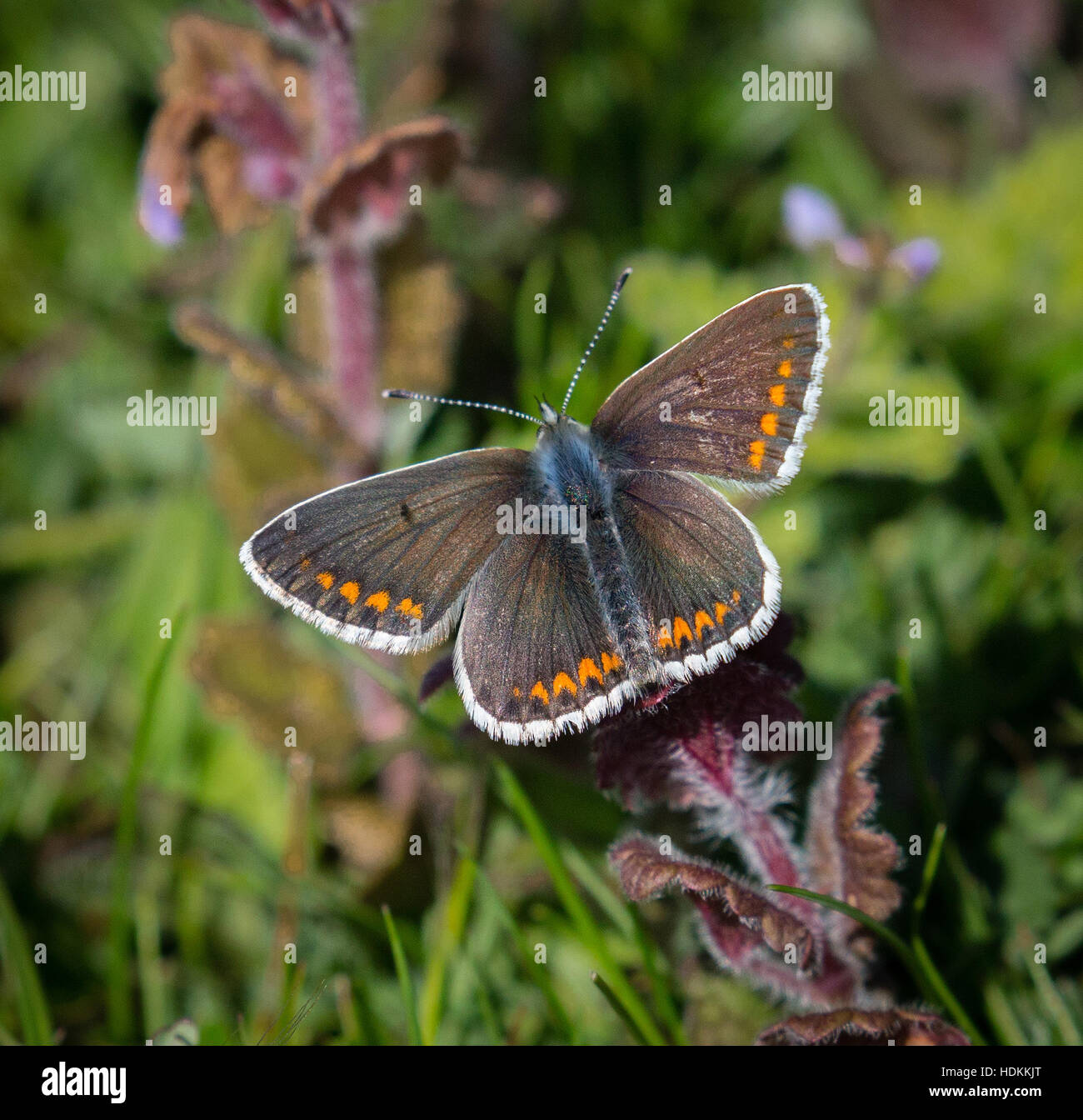 Les femelles de la blue butterfly Polyommatus icarus au repos Devon UK Banque D'Images