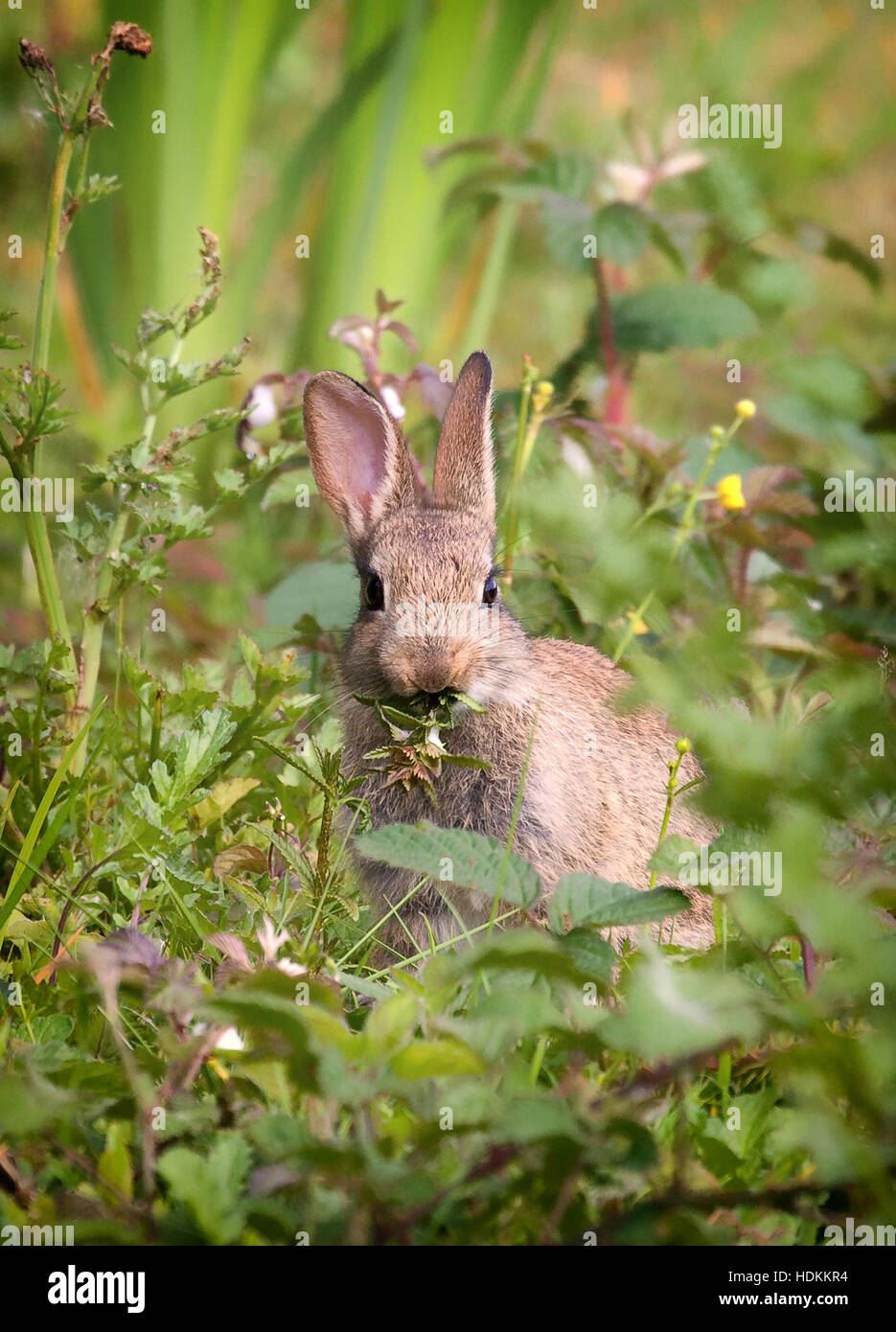 Jeune lapin avec une bouche pleine de plantes succulentes dans un pré Dorset UK Banque D'Images