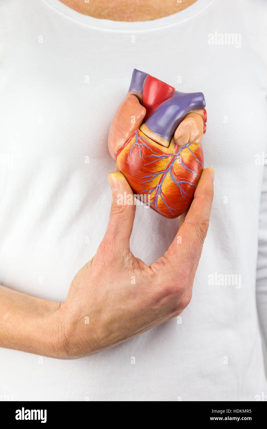 Main femme modèle de cœur artificiel montrant en face du corps humain Banque D'Images