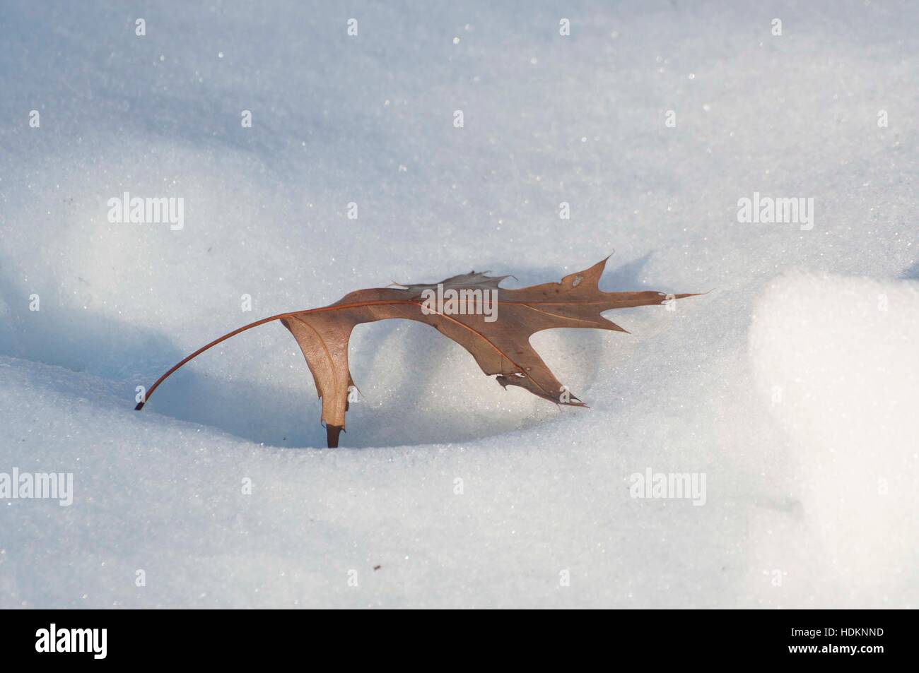 Une feuille d'hiver brun reposant dans une poche de neige pris à Waterloo, Iowa, USA Banque D'Images