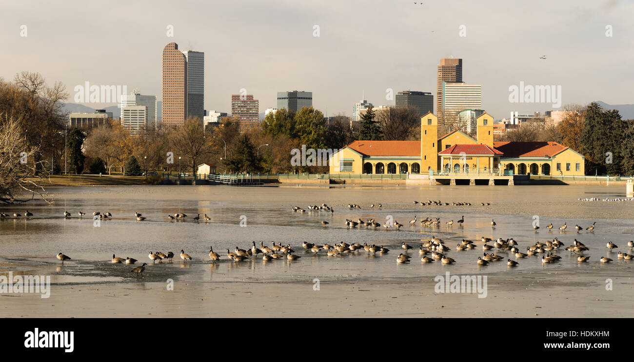 City Park Lake Denver Colorado Skyline les bernaches en migration de la faune Oiseaux Banque D'Images