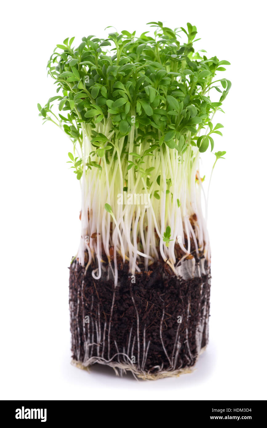 Cress sprouts isolated on white Banque D'Images