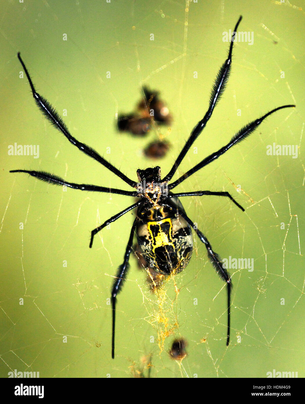 Une araignée dorée photographiée dans le jardin botanique national de Kirstenbosch, au Cap. Banque D'Images