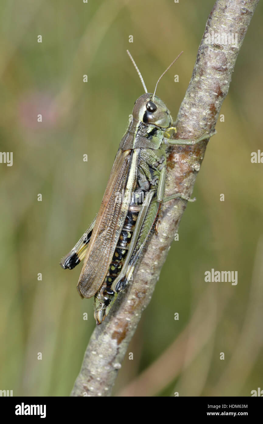 Grand Marais - Stethophyma grossum sauterelle Banque D'Images