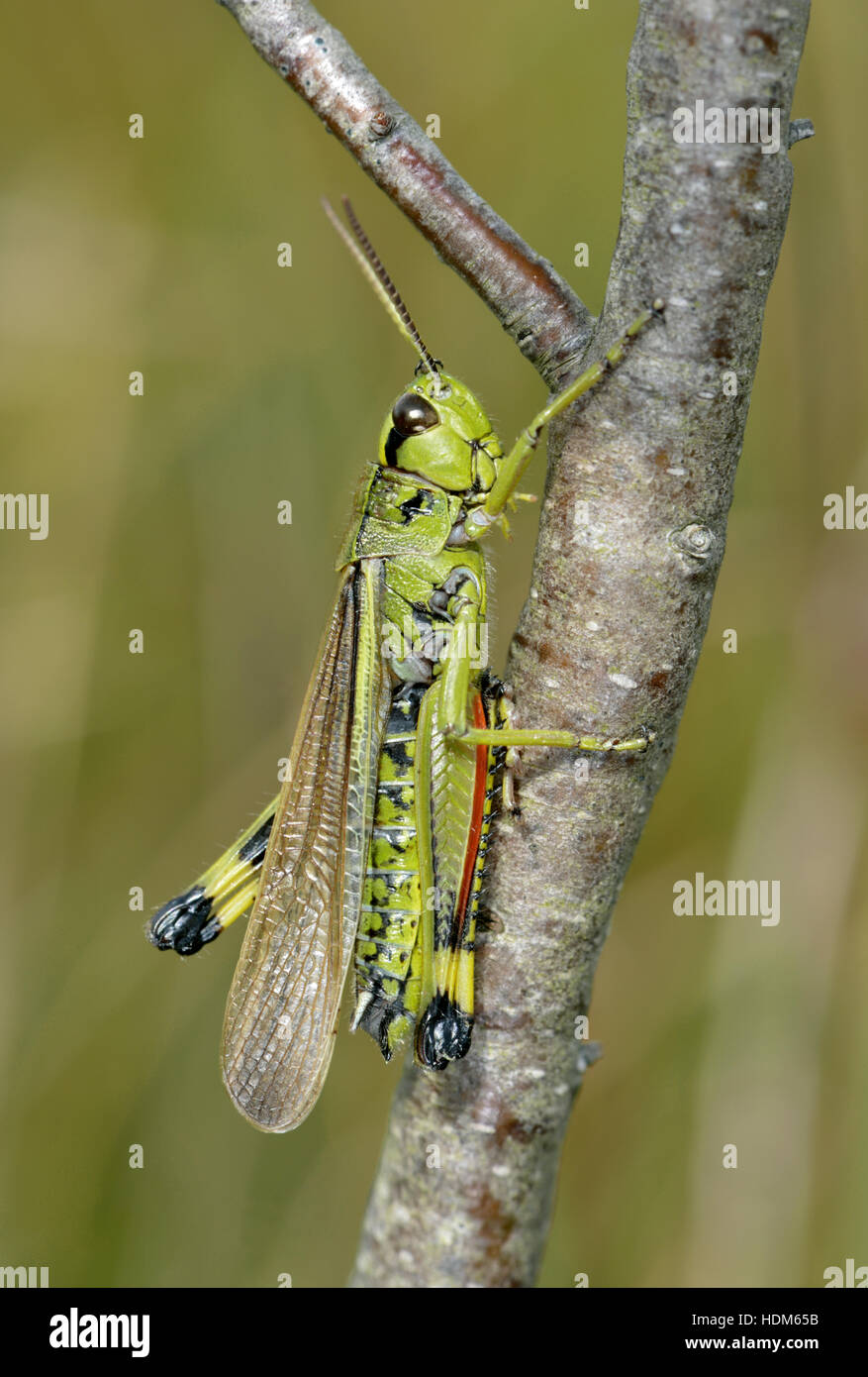 Grand Marais - Stethophyma grossum sauterelle Banque D'Images
