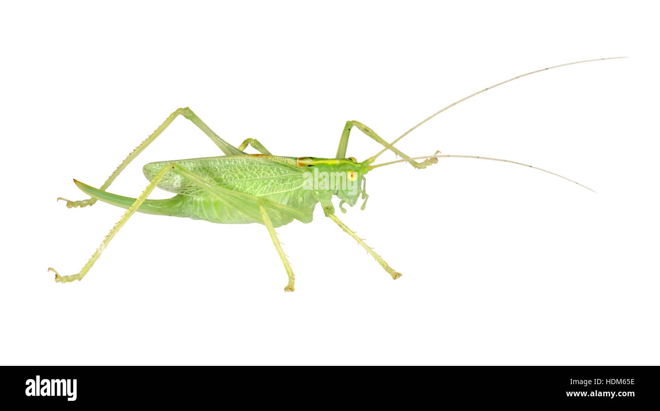 Oak Bush-cricket - Meconema thalassinium - femelle Banque D'Images