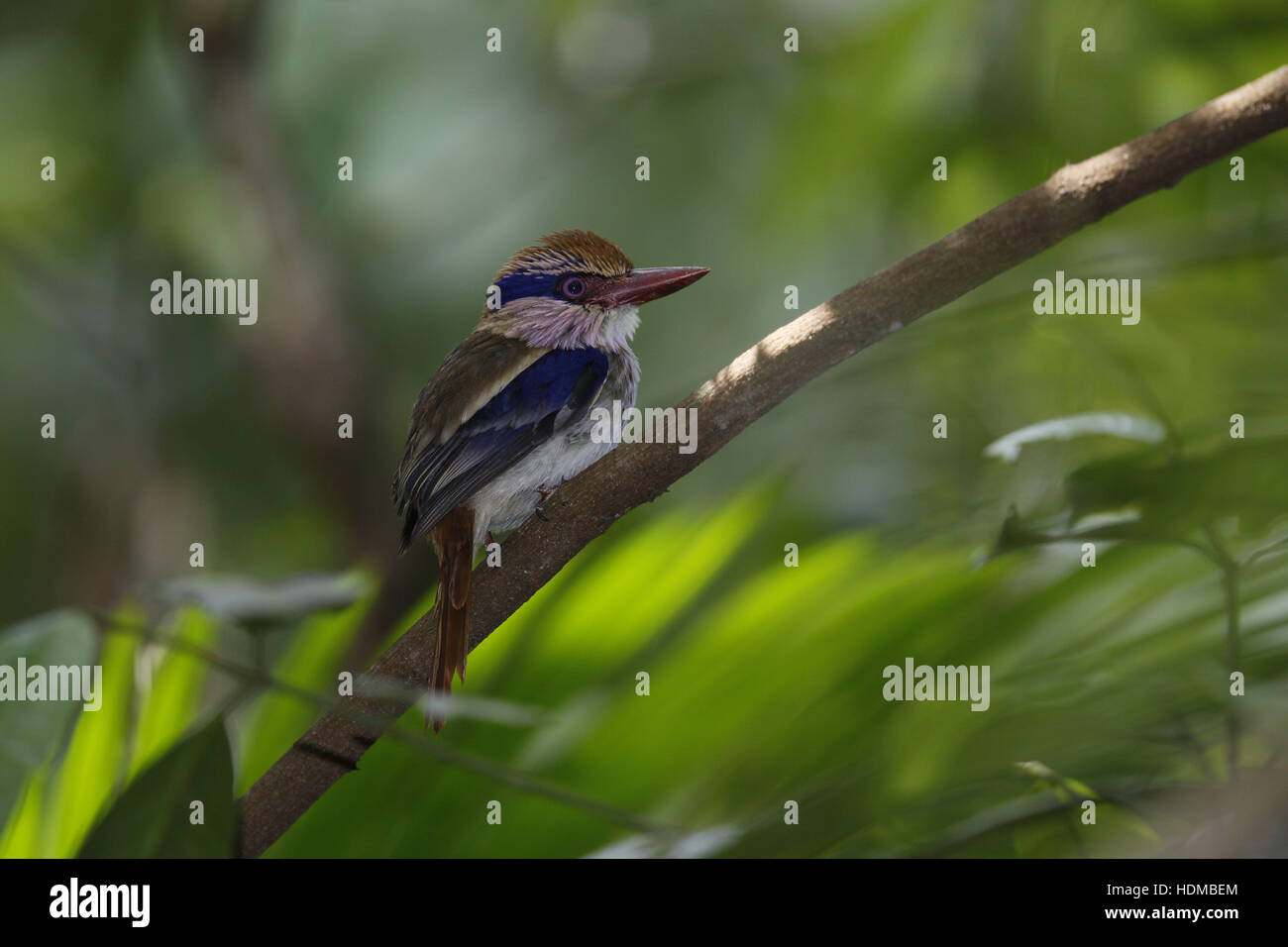 Kingfisher, Cittura cyanotis lilas Banque D'Images