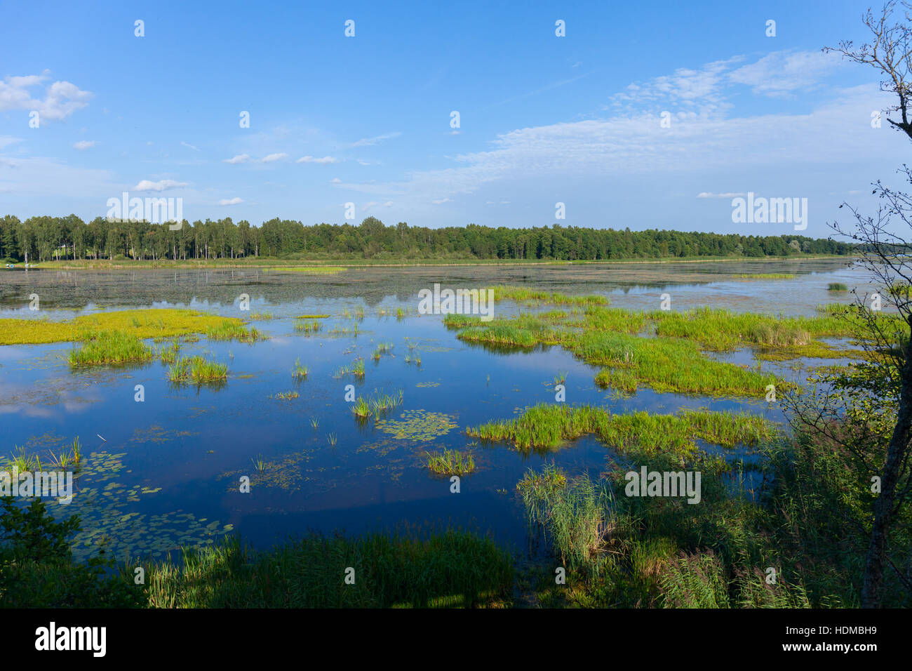 Matin assombri sur swamp avec ciel bleu reflet Banque D'Images