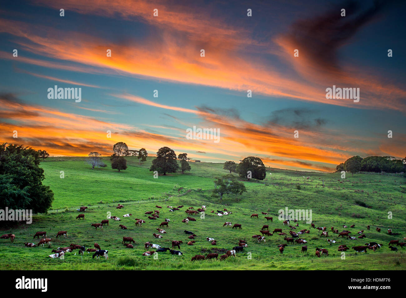 Bovins évoluent sous un coucher de soleil Banque D'Images