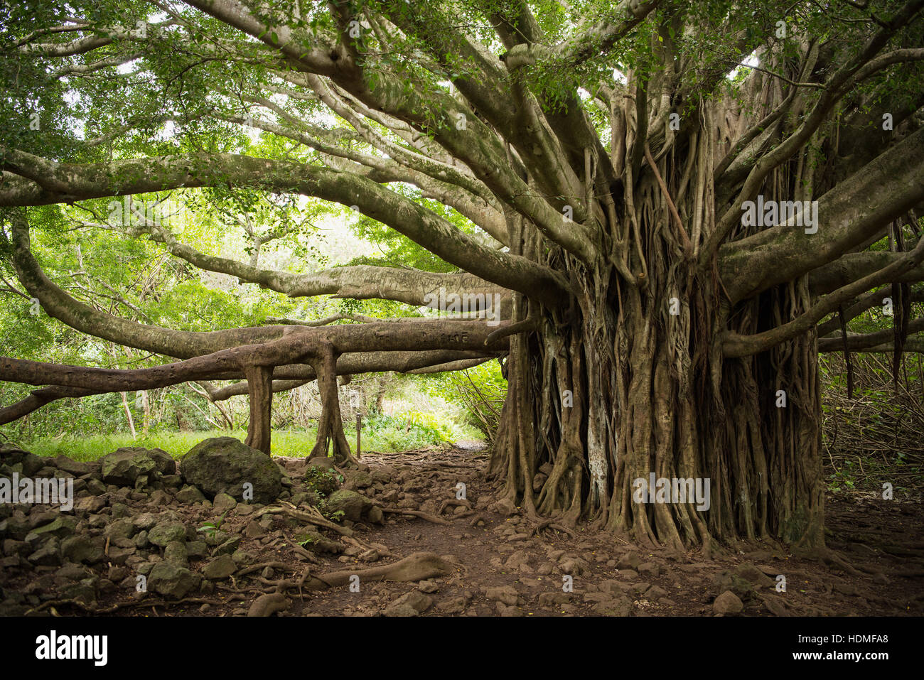 Banyan Tree massive sur l'Pipiwai Trail dans le Parc National de Haleakalā à Maui, Hawaii Banque D'Images