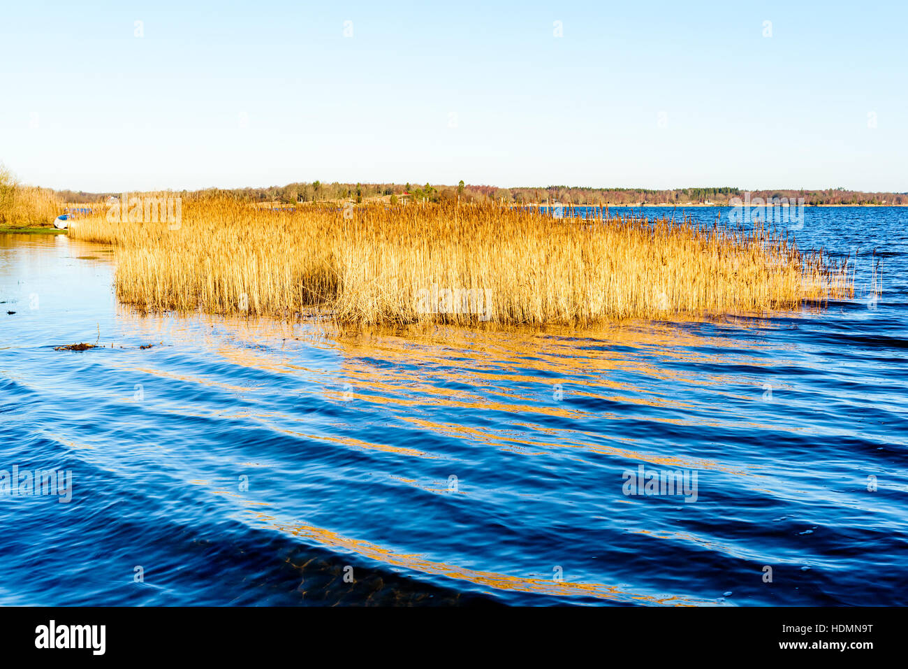 Sec et reed jaune lit dans la mer en hiver. Banque D'Images