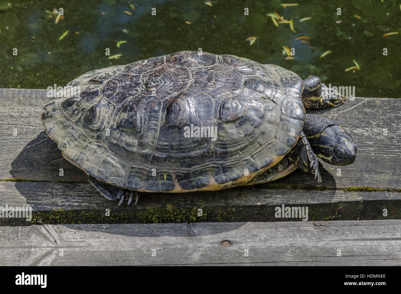 Tortue de l'ancien restaurant Terrapin Emys orbicularis Banque D'Images