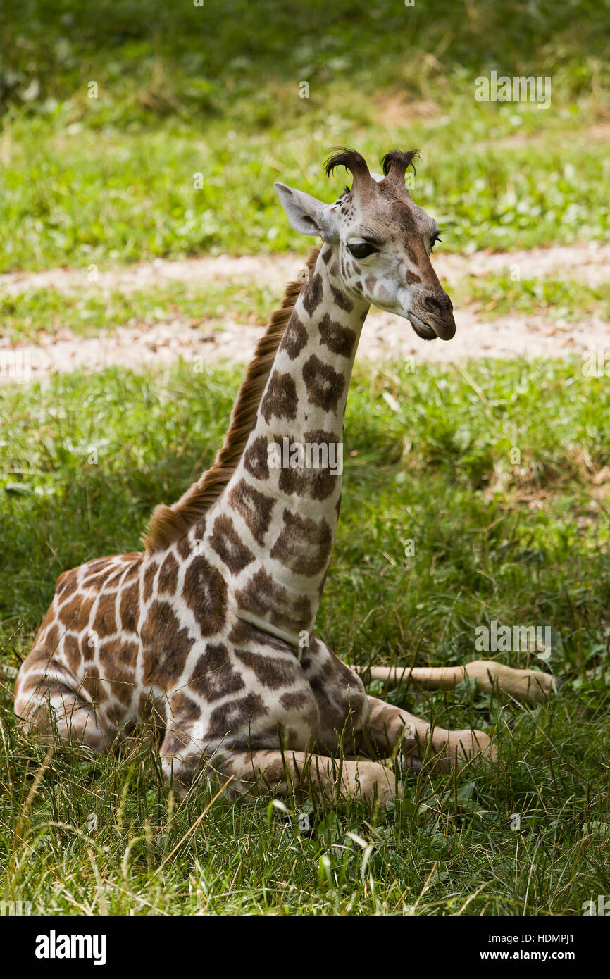 Les jeunes Rothschild Girafe (Giraffa camelopardalis) camelopardis, assis dans l'herbe, Autriche Banque D'Images