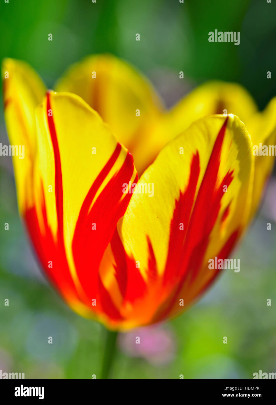 Fleurs à deux tons, jardin tulip (Tulipa Gesneriana, hyb.), Hautes-Alpes, Bavière, Allemagne Banque D'Images