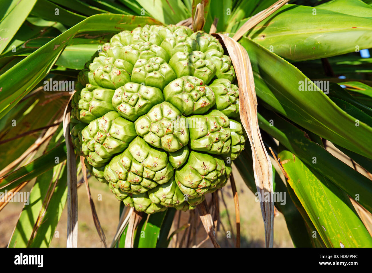 Fruit de palmier yucca (Yucca), l'île de nacula, yasawa, Fidji, îles du