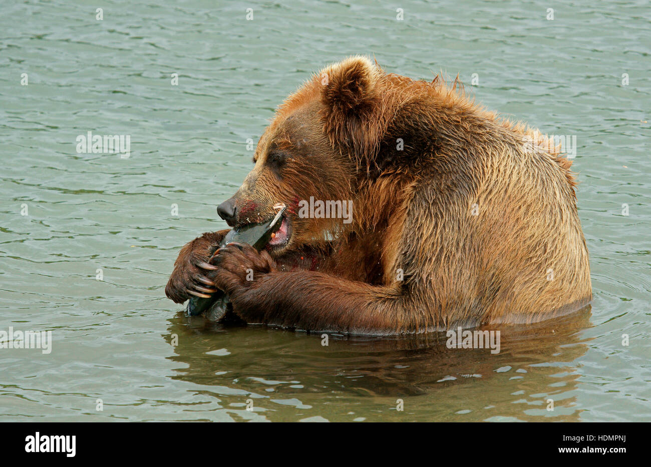 Ours brun (Ursus arctos) manger du saumon dans l'eau, lac Kurile, Kamchatka, Russie Banque D'Images