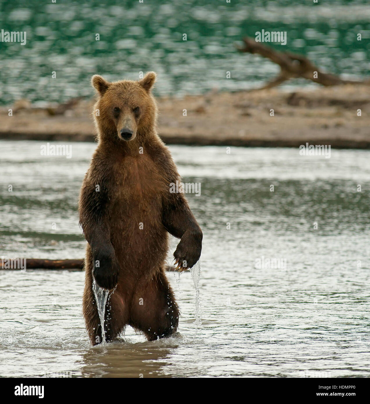 Ours brun (Ursus arctos) debout dans l'eau, lac Kurile, Kamchatka, Russie Banque D'Images