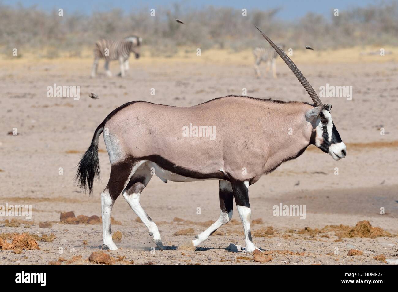 Gemsbok (Oryx gazella), gemsbuck marche sur sol aride, Etosha National Park, Namibie Banque D'Images