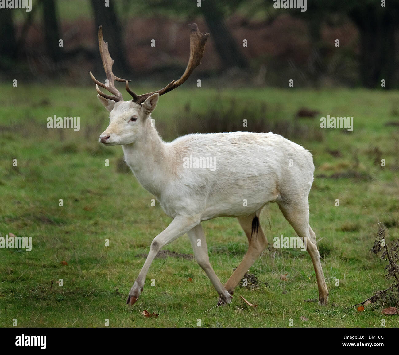 Le daim blanc rare stag en country park. Banque D'Images