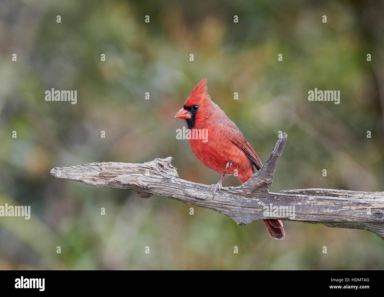Cardinal rouge, red bird Banque D'Images