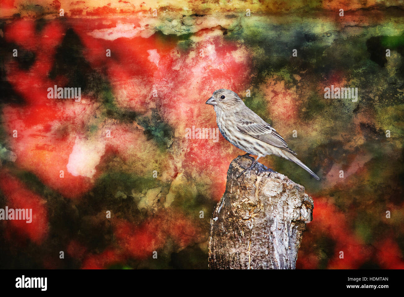 Les Roselins Banque D'Images