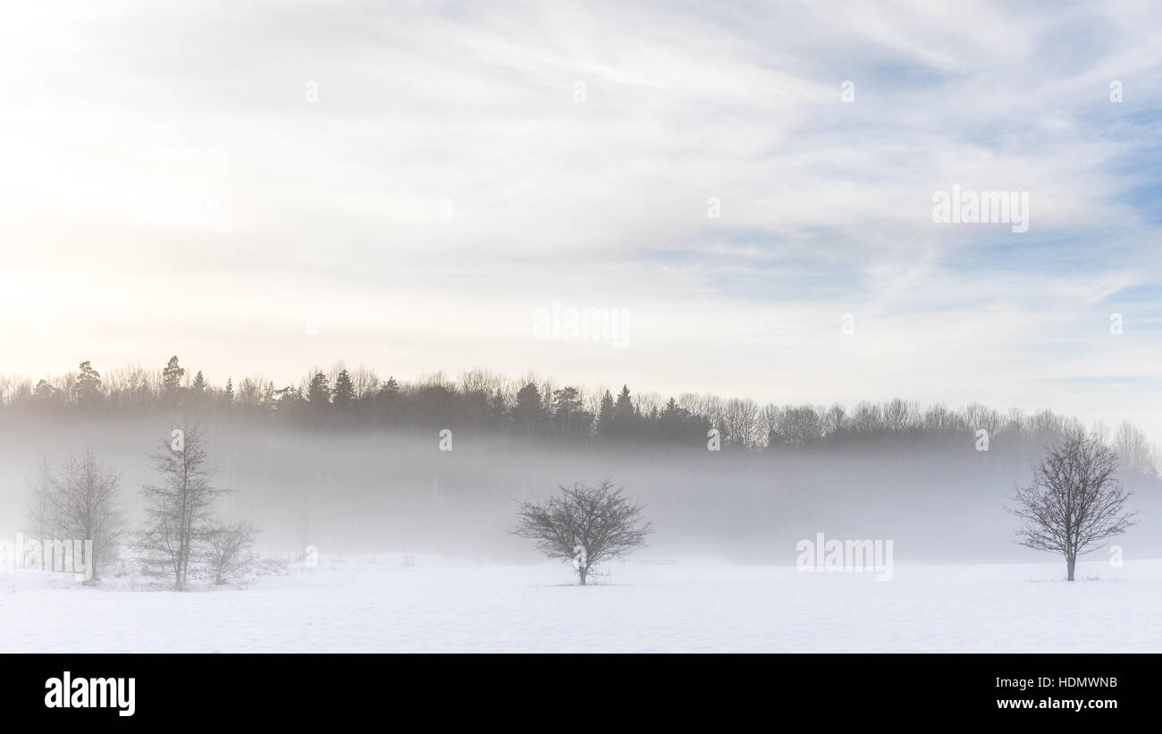 Brouillard de neige au-dessus du sol à la forêt suédoise près de Stockholm après qu'il avait le plus enneigé de novembre à 111 ans. Banque D'Images