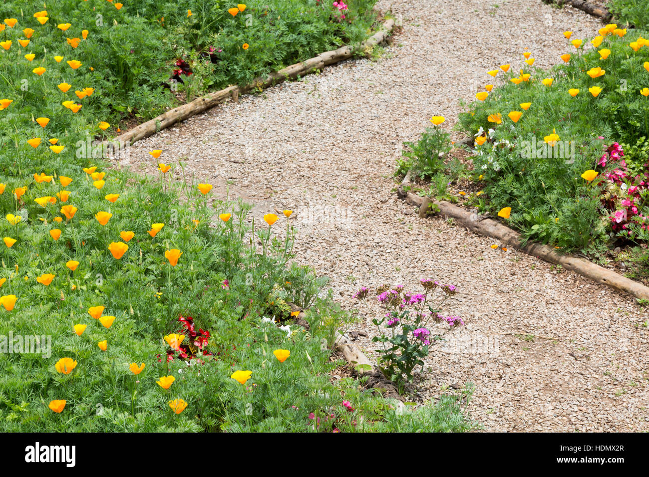 Pavot de Californie (Eschscholzia californica), alias golden poppy, la lumière du soleil de la Californie, tasse d'or, le long chemin de jardin, Campos do Jordao, SP, BRÉSIL Banque D'Images