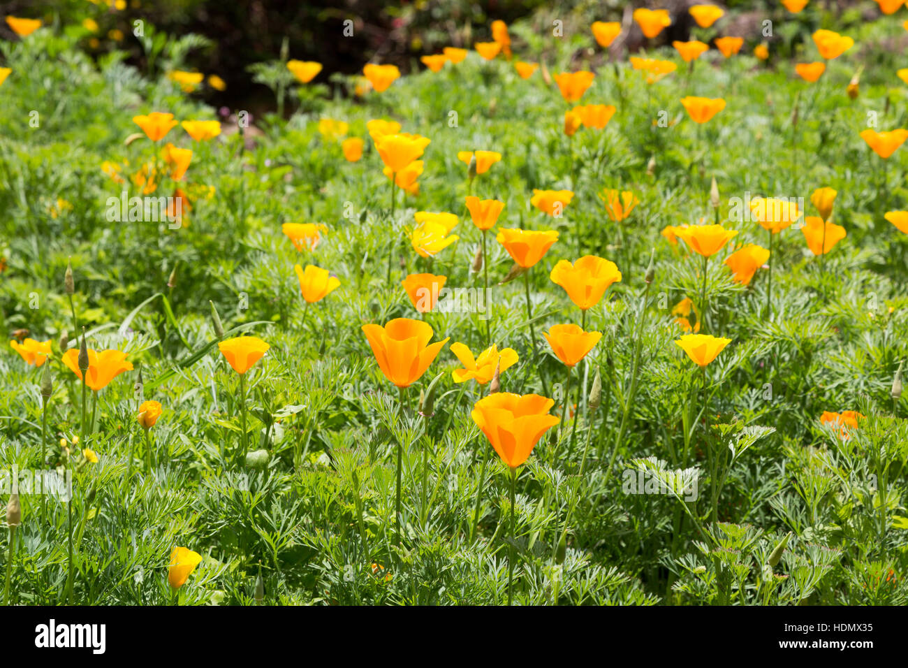 Pavot de Californie (Eschscholzia californica), aka golden poppy, la lumière du soleil de la Californie, de la coupe d'or, plein de fleurs dans jardin, Campos do Jordao, Brésil Banque D'Images