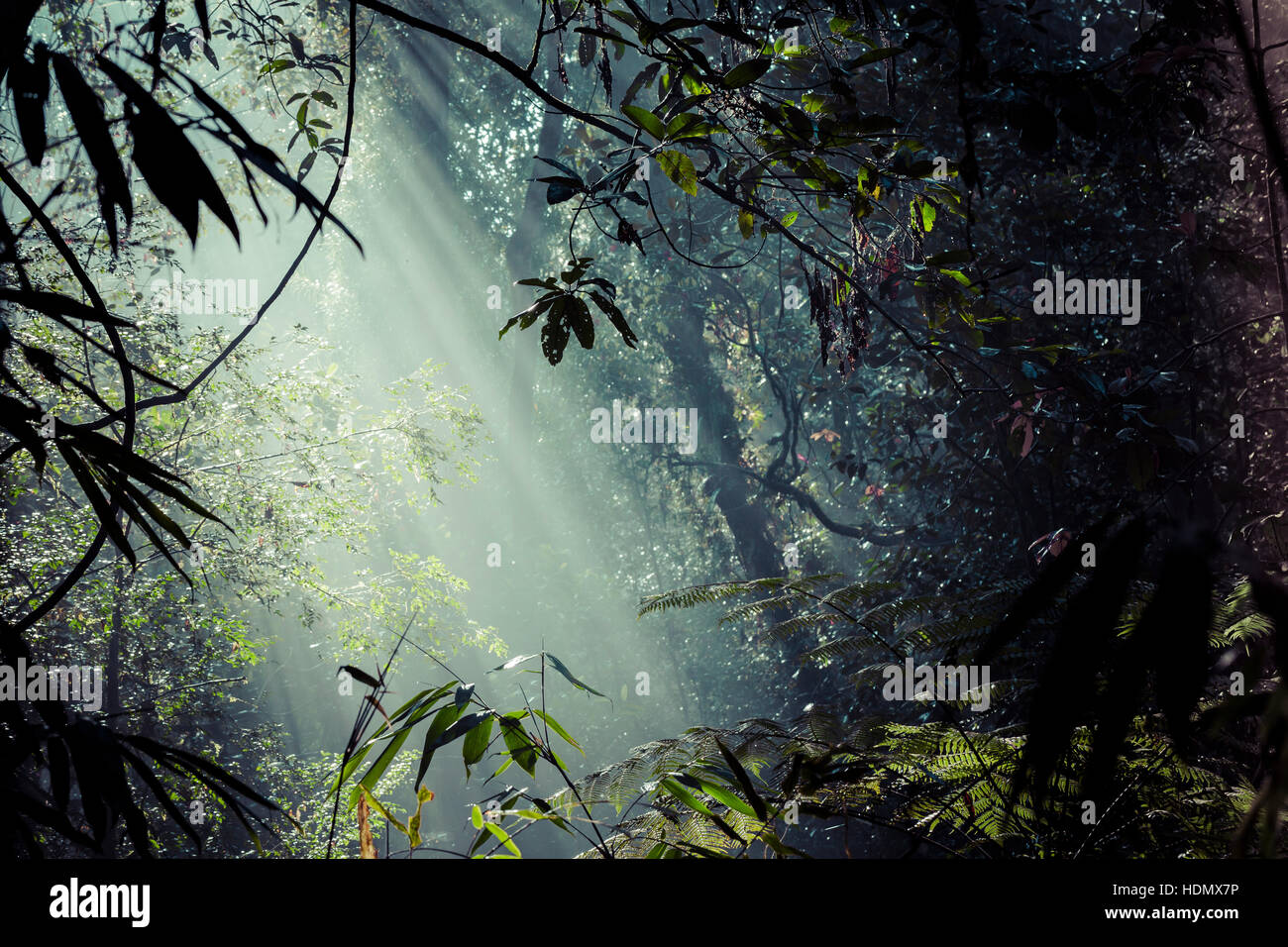 Les rayons du soleil à travers feuilles verser dans une forêt tropicale à la réserve forestière de Sinharaja, Sri Lanka. Banque D'Images