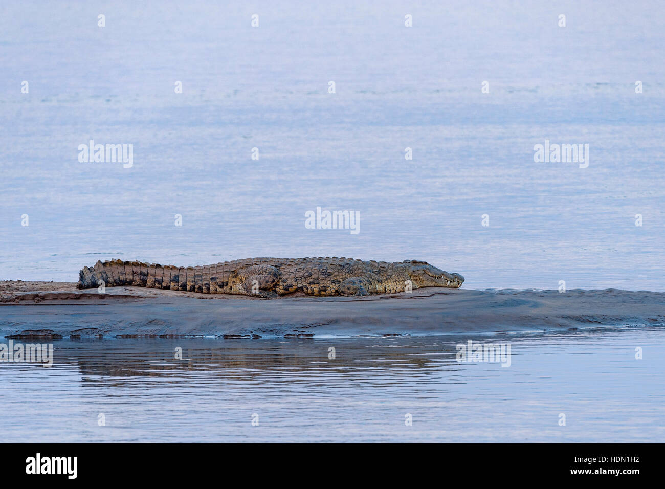 Grand banc crocodile couché grand Zambèze Banque D'Images