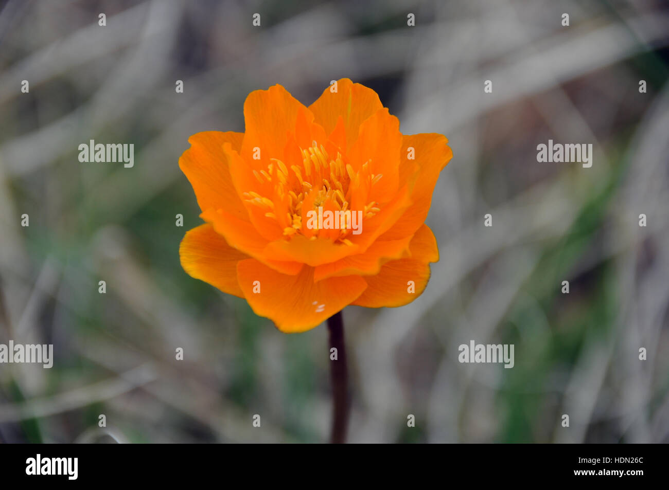 Asian globeflower (Trollius asiaticus) bloom, Khangay Montagnes, Mongolie, Arkhangaï Banque D'Images