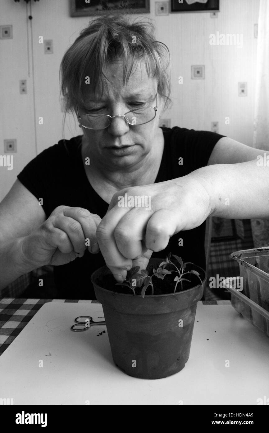 5 avril 2010 - noir et blanc photo de senor femme divise les plants en pots individuels de croissance. Des personnes réelles (crédit Image : © Igor Golovniov via Zuma sur le fil) Banque D'Images