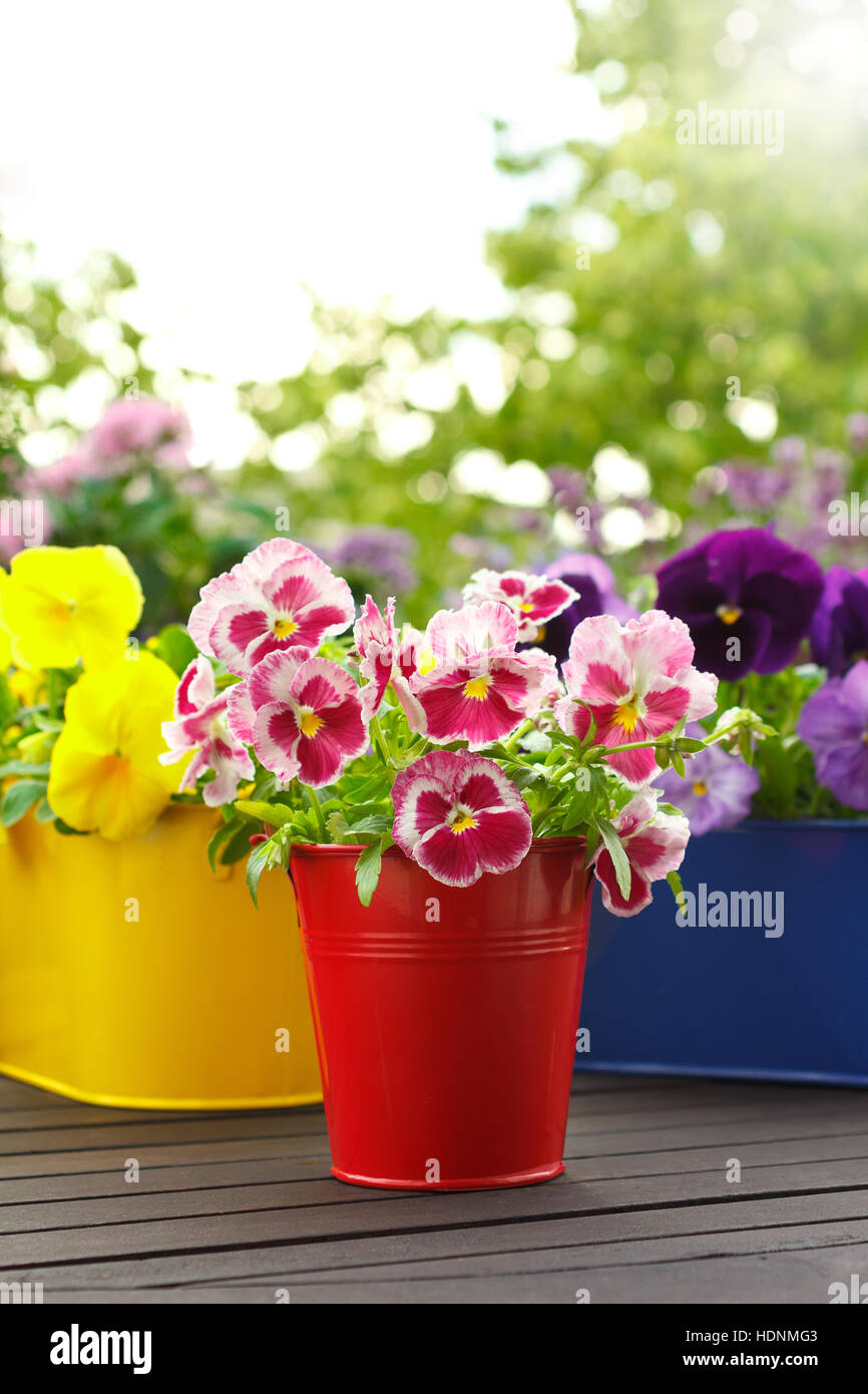 Fleur dans trois couleurs intensives et des pots sur un balcon table dans le soleil du matin, de copie ou de l'espace texte, arrière-plan flou Banque D'Images