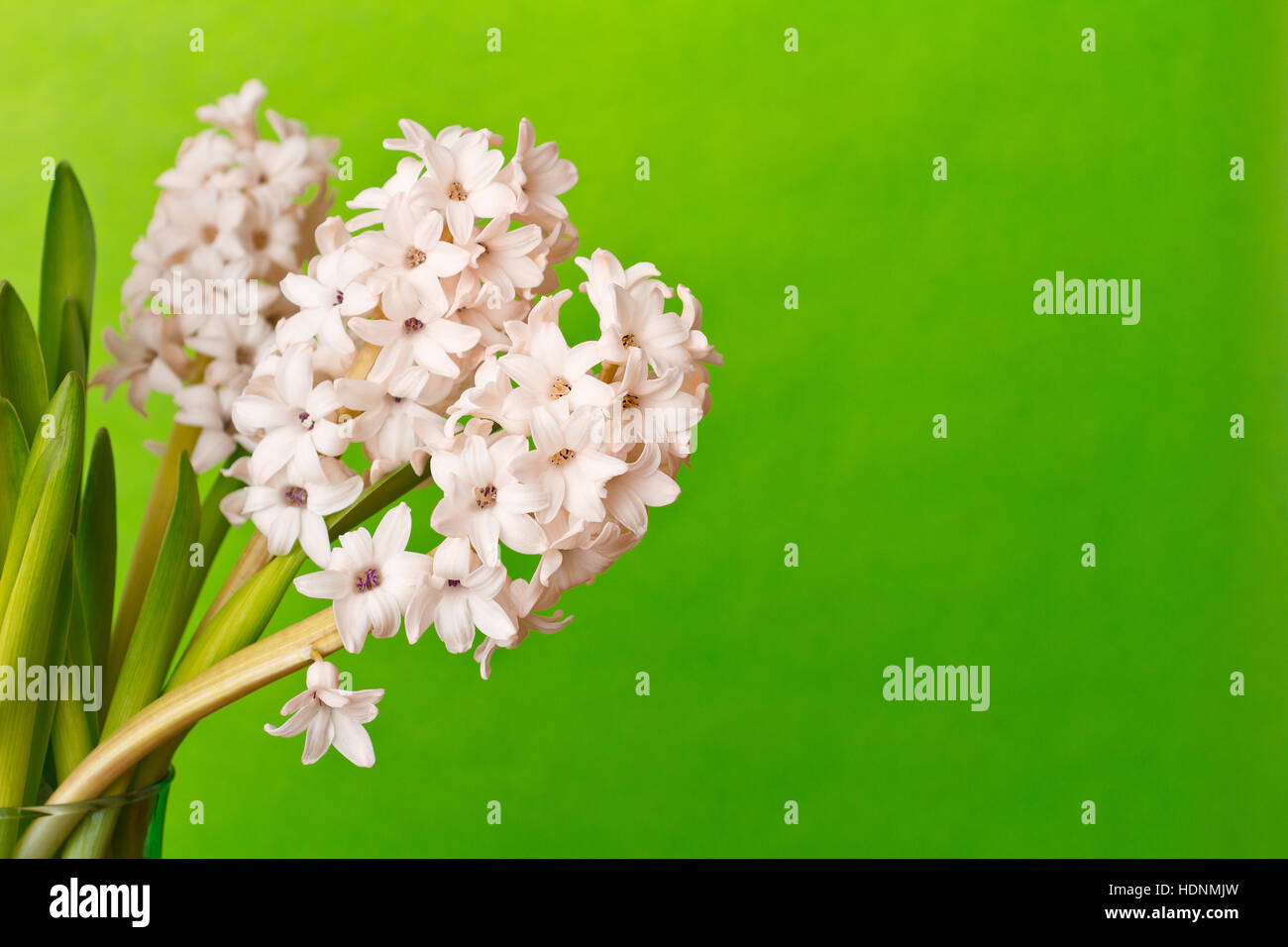 Trois jacinthes roses fleurs sur un fond vert vif, de copie ou de l'espace texte, modèle pour des chèques cadeaux retro Banque D'Images