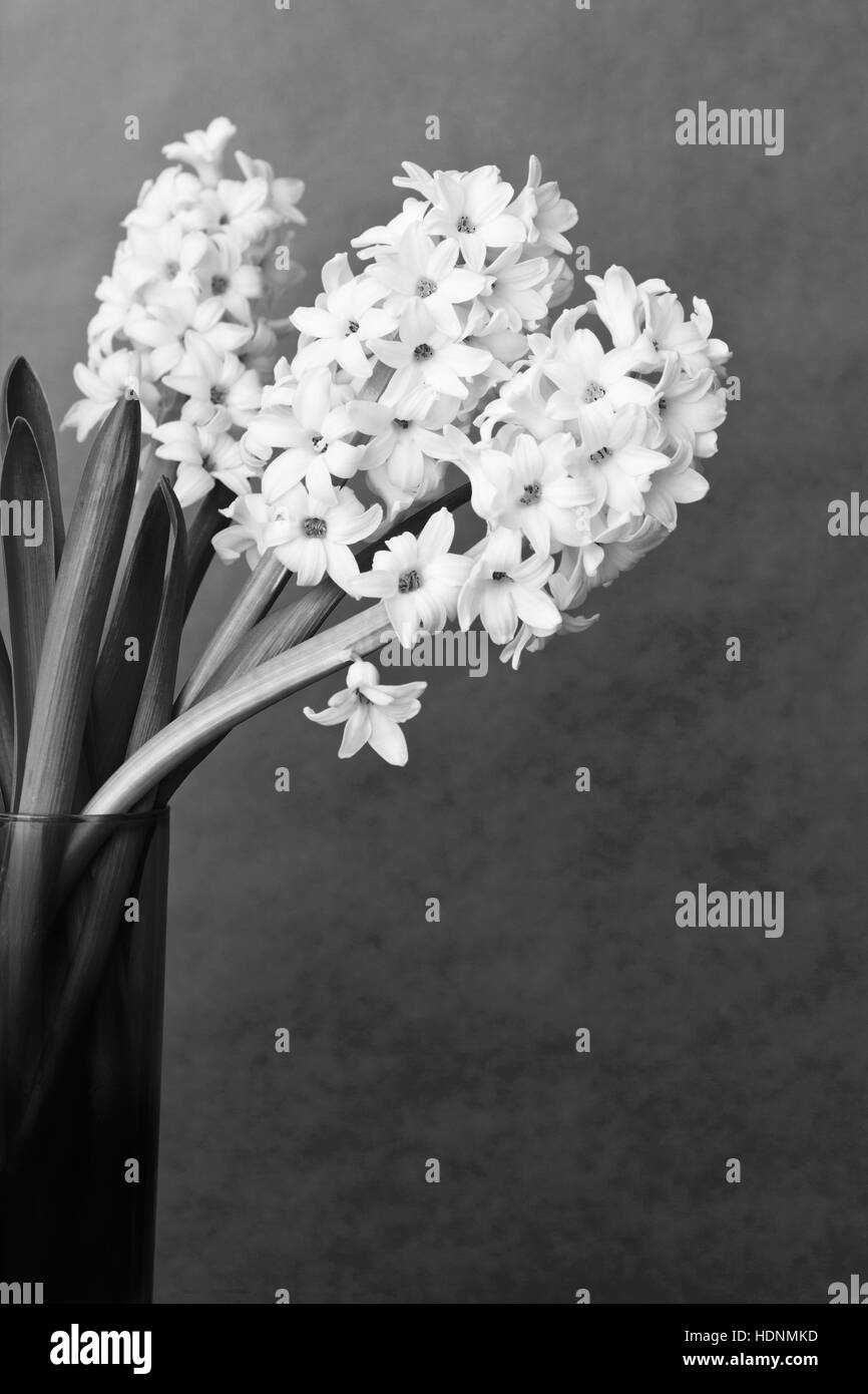 Still Life de 3 fleurs de jacinthe dans un vase de verre en noir et blanc ou monochrome avec beaucoup d'espace de copie, rétro arrière Banque D'Images