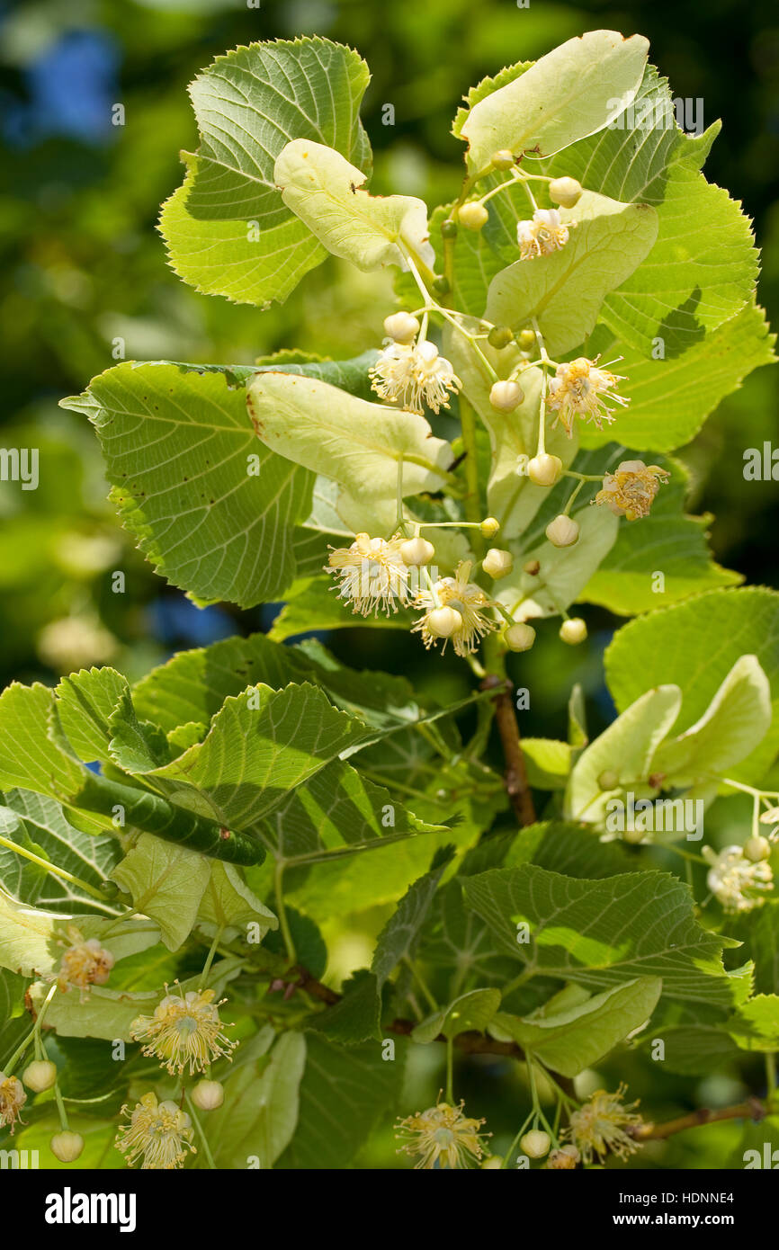 Sommer-Linde, Sommerlinde, Linde, Blüten Blüte, und Blätter, Tilia platyphyllos, Blatt, grandes feuilles Lime Banque D'Images